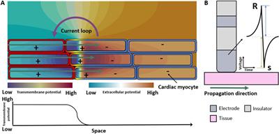 Corrigendum: A review of healthy and fibrotic myocardium microstructure modeling and corresponding intracardiac electrograms